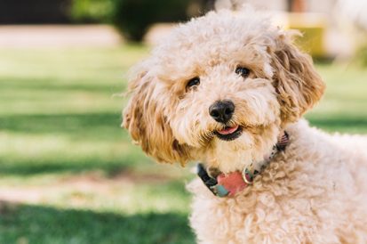 5 locais onde os carrapatos se escondem no seu cachorro