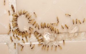 Formigas fantasmas, uma das espécies mais encontradas em SP (foto reprodução: G1) 