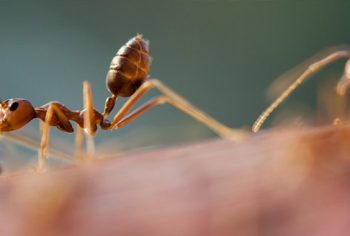 Os tipos de formigas que mais infestam as casas, apartamentos e escritórios