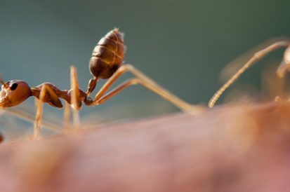 Os tipos de formigas que mais infestam as casas, apartamentos e escritórios