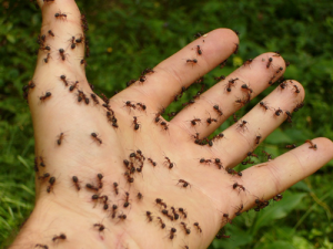 formigas que infestam são paulo