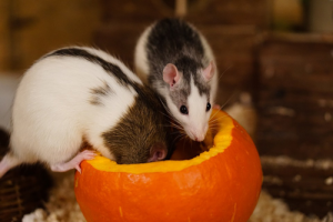 Doenças transmitidas pelos ratos