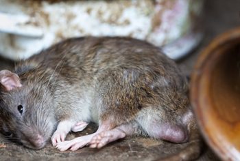 Quais são as doenças transmitidas pelos ratos?