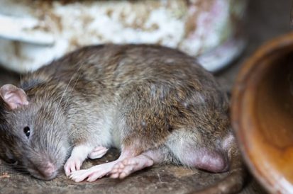 Quais são as doenças transmitidas pelos ratos?