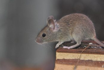 3 odores que vão afastar os ratos da sua casa
