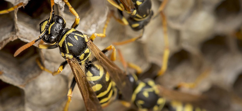 Ciência identifica vespa com picada mais dolorosa do mundo • DOL