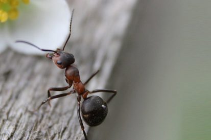 Lugares da casa que mais atraem as formigas