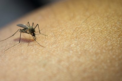 Dengue em SP – Soluções para que os mosquitos fiquem longe da sua família
