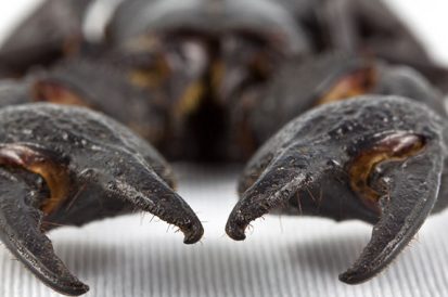6 dúvidas mais frequentes sobre escorpiões