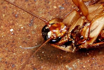 Como acabar com infestação de baratas francesinhas?