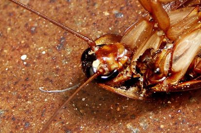 Como acabar com infestação de baratas francesinhas?