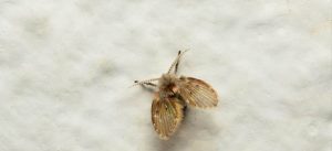 acabar com mosquito de banheiro