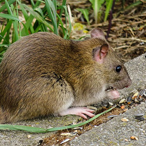 Desratização, a melhor forma de acabar com a infestação de ratos