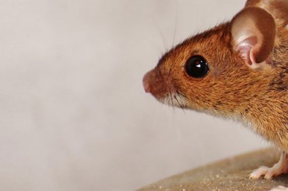 Pulgas de roedores – um perigo que a maioria desconhece