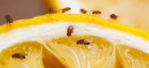 Docas caseiras para acabar com mosquitos
