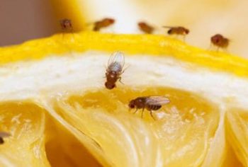 Dica para acabar com mosquitinhos pequenos