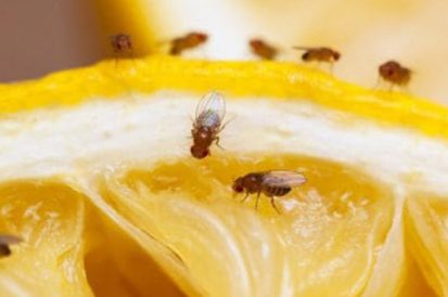 Dica para acabar com mosquitinhos pequenos