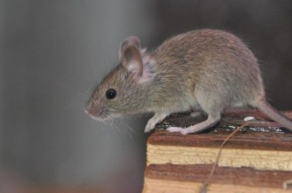 Naftalina espanta ratos?