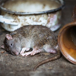 Receita de veneno caseiro para acabar com ratos