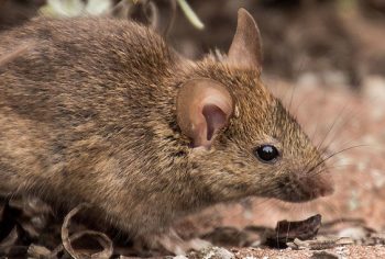 Veneno caseiro para ratos