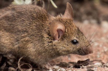 Veneno caseiro para ratos