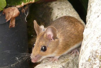 4 locais que ratos costumam se esconder nas casas