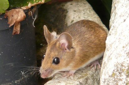 Rato gigante' é encontrado em esgoto no México - vídeo