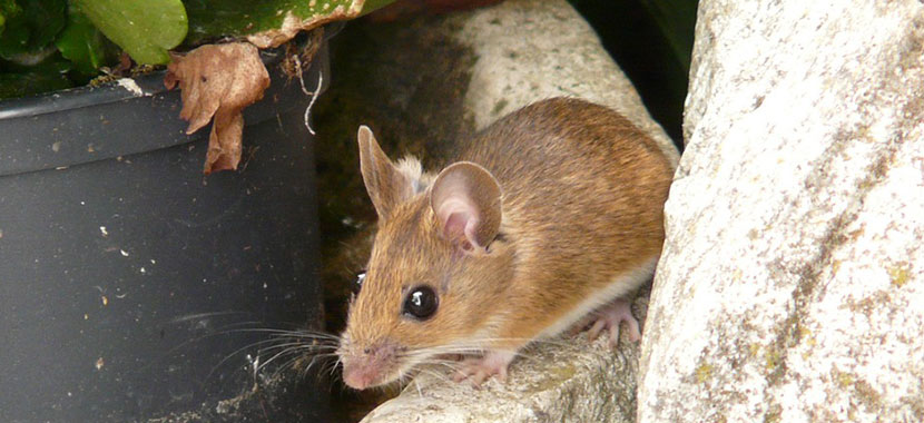 Rato no banheiro sobe na perna da pessoa