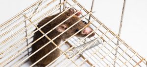 O que fazer para acabar com ratos, baratas,