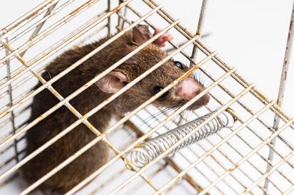 Especial Síndico – Como fazer para evitar cupins, baratas e roedores no condomínio