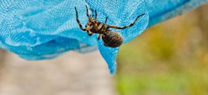 acidente aranha ou escorpião o que fazer?