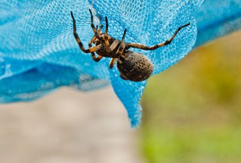 O que fazer em caso de acidentes com aranhas, escorpiões e animais peçonhentos?