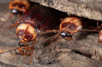 Especial Síndico – Infestação de baratas e o que vem junto com elas!