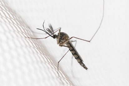 Casos de Dengue crescem em meio a pandemia do Coronavírus