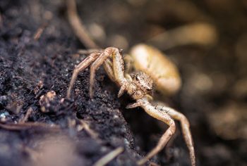 Encontrei aranhas no jardim ou dentro de casa, o que fazer?