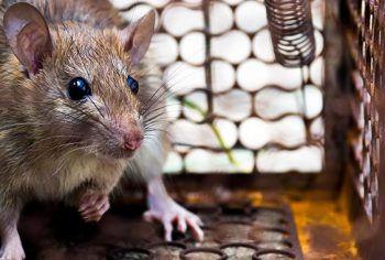 Por que é importante evitar o contato com ratos urbanos?