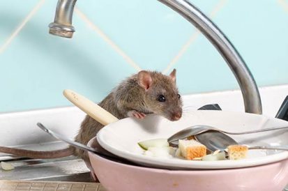 Você sabe onde os ratos ficam durante o dia?