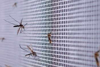 Repelente para evitar pernilongos dentro de casa