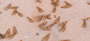 Diferença entre cupins alados e formigas voadoras