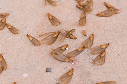 Cupins alados não são formigas voadoras e podem infestar a sua casa!