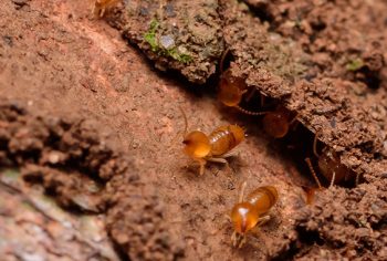 Quais locais o cupim pode formar colônias e causar infestações?