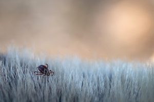 Infestação de carrapatos