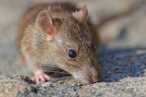 infestação de ratos em condomínios