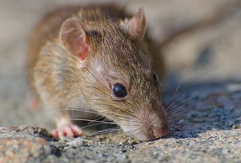 Especial Síndico – Como acabar com a infestação de ratos?