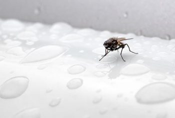 Remédios caseiros para mosca