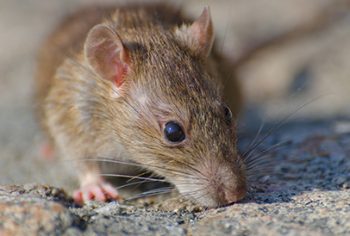 Quanto tempo o rato morre depois de comer veneno?