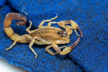 Como evitar escorpião?