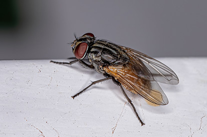 Como acabar com a infestação de moscas?