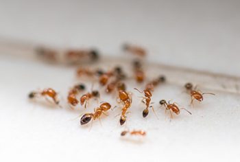 Você sabia que formigas podem acabar com produtos eletrônicos?