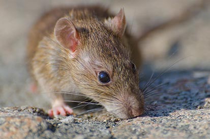 Como acabar com a infestação de ratos?